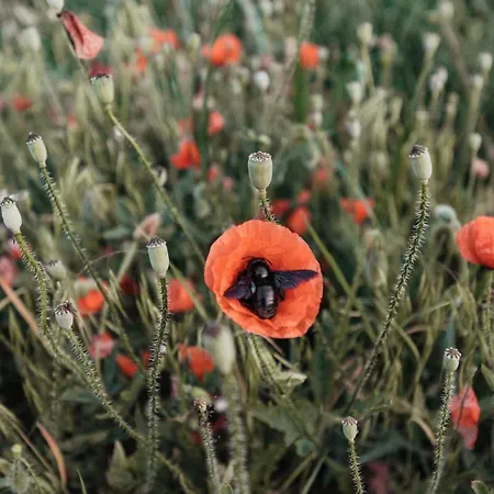 Freigut Thallern Gumpoldskirchen