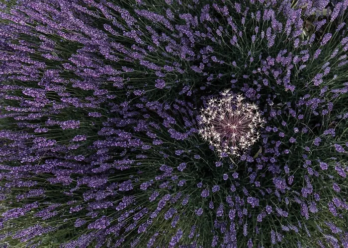 Гостевой дом Freigut Thallern Гумпольдскирхен