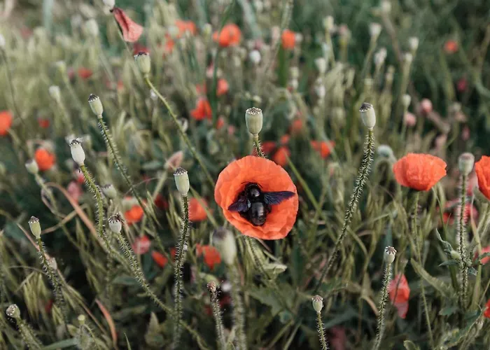 弗莱古特塔棱酒店 冈姆波尔茨基尔兴